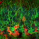 Image by Nathan Danielson, Losonczy Lab, Columbia University